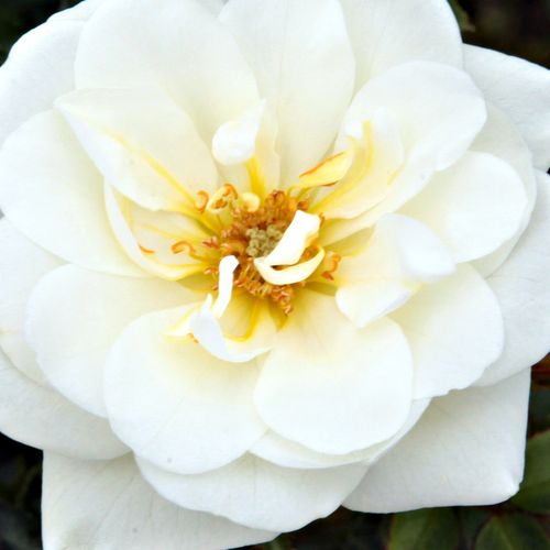 Růže eshop - Rosa  Kent Cover ® - středně intenzivní - Stromková růže s drobnými květy - bílá - L. Pernille Olesen,  Mogens Nyegaard Olesen - stromková růže s kompaktním tvarem koruny - -